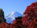 河口湖紅葉回廊(車で約30分)