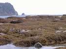 内浦海岸の天然ひじき