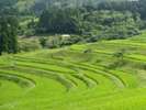 長閑な日本の原風景が眼前に広がる大山千枚田 (鴨川市:当館よりお車で35分程)