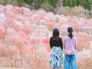 裏磐梯桜峠は、約3,000本のオオヤマザクラが山肌一面を淡いピンク色に染める福島県内でも屈指の桜の名所。