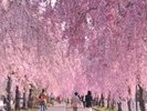 日中線の桜並木は、旧国鉄の廃線跡を利用した約3kmの遊歩道に、しだれ桜が咲き誇る日本最大級の並木道です