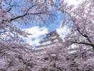 約1000本の桜が花をつける会津随一の花見の名所で日本桜の名所100選のひとつ