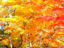 【盛岡城跡公園】石垣と紅葉のコントラストが見どころです。