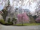【盛岡城跡公園】約250本の桜が咲きます。
