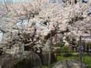 【石割桜】盛岡地方裁判所の敷地内にございます。