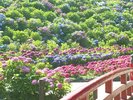 【蒲郡市】形原温泉あじさい祭り