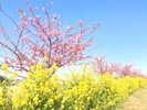【田原市】免々田川 菜の花・桜まつり