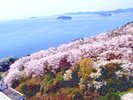 【蒲郡市】西浦温泉 桜まつり