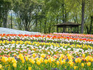 【国営讃岐まんのう公園】春の花が公園内を彩ります。車で40分