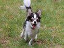 愛犬同伴客室ステイウィズドッグルーム・屋内ドッグランもオープン予定!