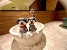 屋内ドッグランわんちゃん用浴槽完備。ドッグランをご利用の方は無料です。