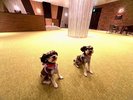 屋内ドッグラン一般のお客様も1頭につき、1,000円でご利用いただけます。