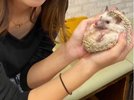 推しの子(ハリネズミ)を見つけよう★