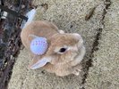 �E�T�M������h�b�O�����ő���܂��I