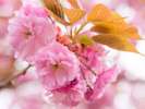 当館近くの「八重桜」かわいい桃色が満開