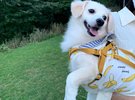 かわいい愛犬と一緒に泊まれる宿♪海一望近くの「夕凪の丘」でおさんぽ