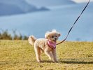 愛犬ちゃんと一緒に泊まれるお部屋あります♪海を望む丘でお散歩♪