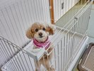 わんちゃん一緒に泊まれるお部屋(ケージ付)