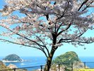 ガーデンからの絶景〜ピンクの桜と青い海が織りなすとき