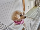 愛犬も一緒にお泊りできるから嬉しい♪