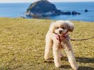 海一望「夕凪の丘」愛犬も広々とお散歩♪嬉しいね♪