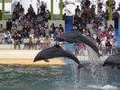 県内外人気の『越前松島水族館』が当宿より車で約30分の所にございます。