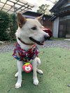 和心村犬家族のご主人様、ワカです!