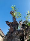 猫たちは自由に暮らしています。どこかに誰かと出会えるのかを楽しみですね!