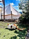 猫たちは自由に暮らしています。どこかに誰かと出会えるのかを楽しみですね!
