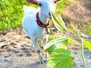 ヤギ達は草以外に要望がありません!笑