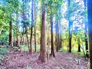 敷地内の森。薪拾いしたり、散歩したり、自然の音を聞いてみましょう。