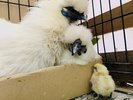 飼っている烏骨鶏。