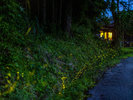 ・初夏には蛍を見ることができる夜もございます