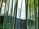 エントランスの竹林