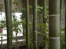 エントランスの竹林