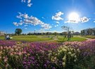 花の拠点はなふる(ホテルから徒歩1分):紫のバーベナと白いクレオメが彩る初夏の風景。