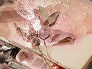 ワークショップの様子