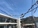春の強羅
