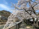 宮城野の桜