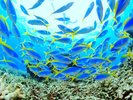 *【海の中の魚たち】透き通る青い海で、南国の魚たちが優雅に舞う至福の時間を体験してください。