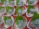 【島食材】生しらす☆