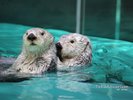 鳥羽水族館