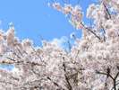 【釜石ブルーの青空と桜】春の訪れを告げる唐丹(とうに)地区の桜並木※例年4月中旬〜下旬に開花