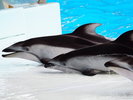 【アドベンチャーワールド】動物園・水族館・遊園地が一体となったテーマパーク(当館より車で約15分)