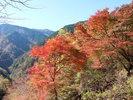 【高野龍神スカイラインの紅葉】例年の見頃は10月末〜11月初旬。高野山と龍神温泉を結ぶ観光道路。