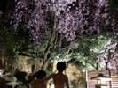 宝生亭名物お花見露天(4月中旬満開予定)