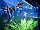 〓AQUA BAR〓熱帯魚がお出迎え致します