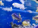〓AQUA BAR〓熱帯魚がお出迎え致します