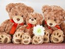 �ߐ{�e�f�B�x�A�E�~���[�W�A���@�e�f�B�x�A�����邾���ł͂Ȃ��A����O�b�Y�Ȃǂ��B�@�����ق��ԂŖ�40��