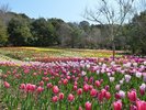 モネの庭|チューリップの丘